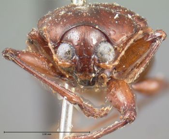Media type: image; Entomology 9812   Aspect: head frontal view